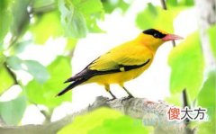梦见黄鹂(图文)