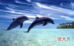 梦见海豚(图文)