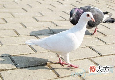 梦见养鸽子(图文)