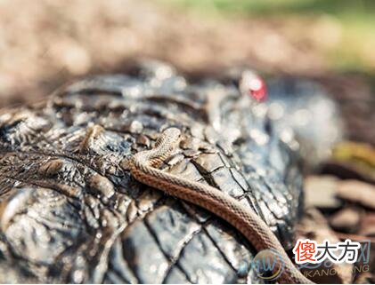 梦境分析 孕妇梦见死蛇好不好？(图文)