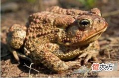 梦见癞蛤蟆(图文)