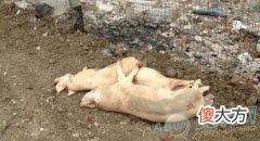 梦见死猪有着怎样的含义象征？(图文)