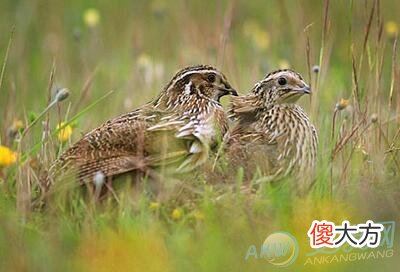 梦见鹌鹑(图文)