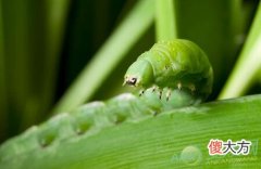 梦见青虫(图文)