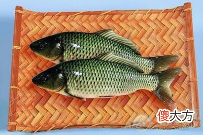 梦见草鱼(图文)
