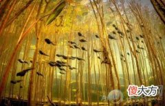 梦见蝌蚪(图文)