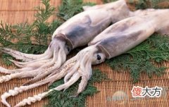 梦见鱿鱼(图文)