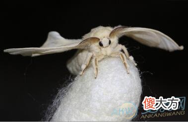 梦见蚕蛾(图文)