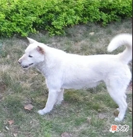 【历史故事】明代地方奇闻之神奇的白狗