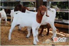 梦见山羊羔(图文)