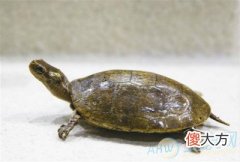 梦见龟鳖(图文)