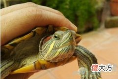梦见乌龟咬手(图文)