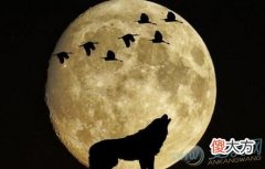 梦见狼叫(图文)