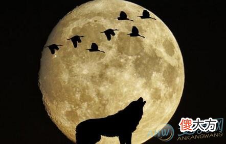 梦见狼叫(图文)