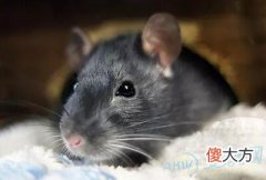 孕妇梦见被老鼠咬(图文)