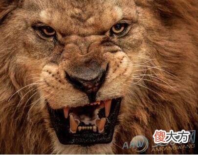 梦见被狮子咬伤有着怎样的象征含义？(图文)