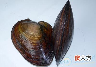 梦见蚌(图文)