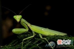 梦见螳螂(图文)