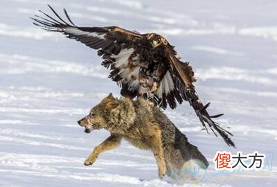 梦见猎鹰(图文)