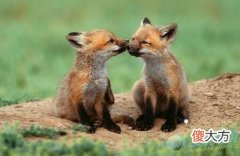 梦见豺狼(图文)