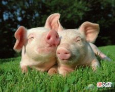 做梦梦见猪好不好(图文)