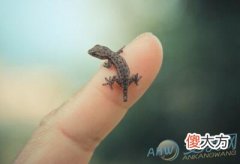 梦见壁虎(图文)