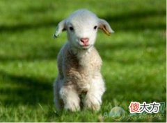 解读梦见小羊羔含义 从梦境变化来看(图文)