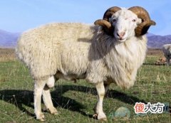 梦见公羊(图文)