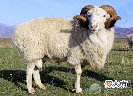 梦见公羊(图文)