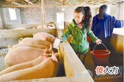 梦见喂猪(图文)