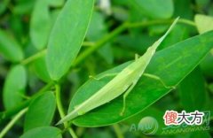 梦见蚱蜢(图文)
