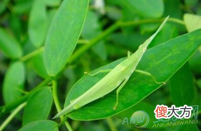 梦见蚱蜢(图文)