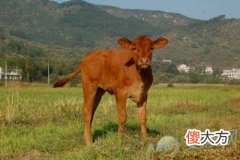 梦见黄牛(图文)