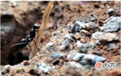 如何正确解读梦见蚂蚁搬家的含义特点？(图文)