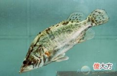 梦见桂鱼(图文)