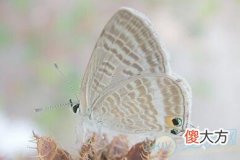 梦见飞蛾(图文)