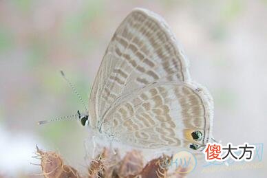 梦见飞蛾(图文)