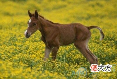 梦见马驹(图文)