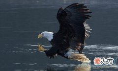 梦见秃鹰(图文)