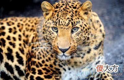 梦见金钱豹(图文)
