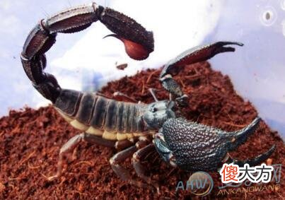 梦见蝎子(图文)