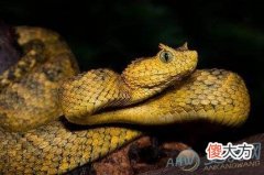 梦见蝮蛇(图文)