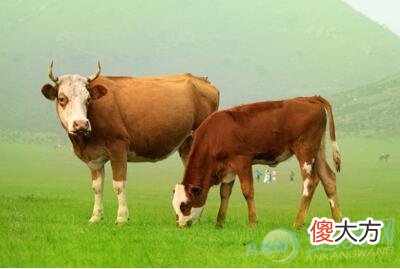 梦见杀牛(图文)
