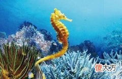 梦见海马(图文)