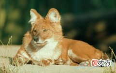 梦见豺狼是什么意思(图文)