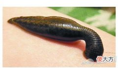 梦见水蛭(图文)