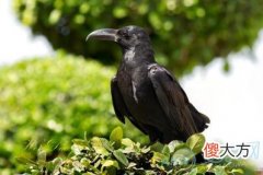 梦见大乌鸦(图文)