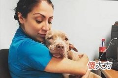 太奇特！这只汪星人竟在耳朵里长了只“嘴巴”！！