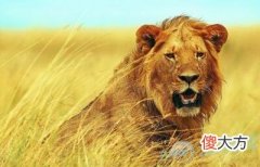 孕妇梦见狮子好不好(图文)