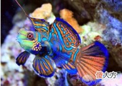 做梦梦见五彩鱼好不好(图文)